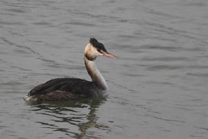 gcgrebe_ballynacourtypt_31102011_img_1041_small.jpg