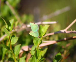 ghairstreak_monavullaghs_24052011_foc_img_0013.jpg