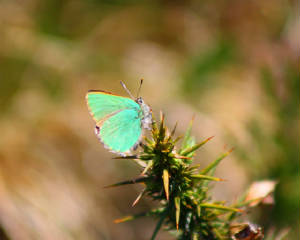 ghairstreak_monavullaghs_24052012_foc_img_0006.jpg