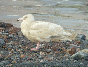 glauc_2cy_de_14122014_mc_snv30943.jpg