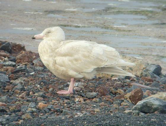 glauc_2cy_de_14122014_mc_snv30943.jpg
