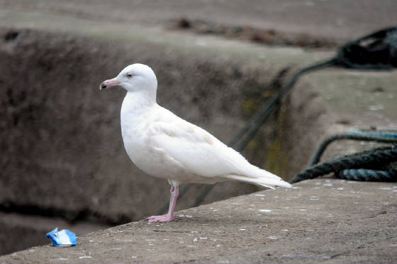 glauc_helvick_02032013_pmw_dsc_5264.jpg