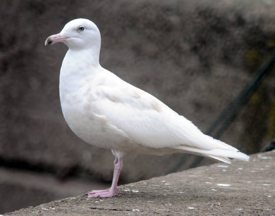 glauc_helvick_02032013_pmw_dsc_5274.jpg
