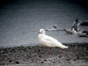 glaucgull_ballyneety_15022009_02150020.jpg