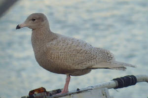 glaucgull_de_28122011_snv38517.jpg