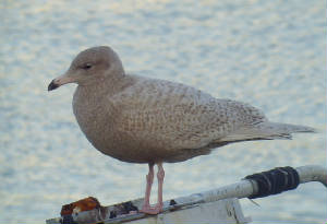 glaucgull_de_28122011_snv38521.jpg