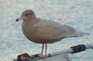 glaucgull_de_28122011_snv38522.jpg