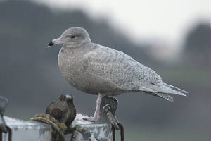 glaucous_1stw_dunmoreeast_pa_03012012_5271crop.jpg