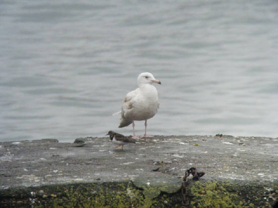 glaucous_2nd_boatstrand_dw_04022012_030.jpg