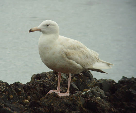 glaucous_2ndw_boatstrand_mc_13012012_snv38771.jpg