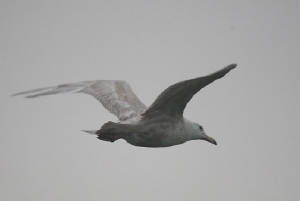 glaucous_boatstrand_dc_30012012_img_2622_medium.jpg