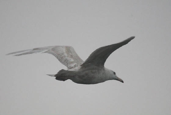 glaucous_boatstrand_dc_30012012_img_2622_medium.jpg