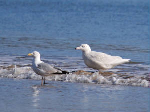 glaucous_curragh_05032012_adm_0266.jpg