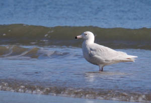 glaucous_curragh_05032012_adm_gg.jpg