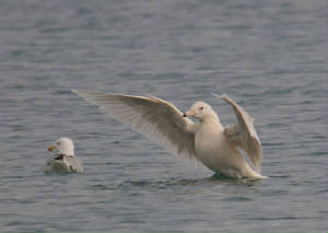 glaucous_curragh_10032012_adm_0400.jpg