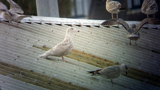 glaucous_de_05122013_rz.jpg