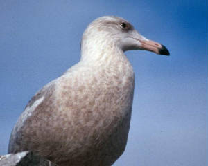 glaucous_de_feb96.jpg