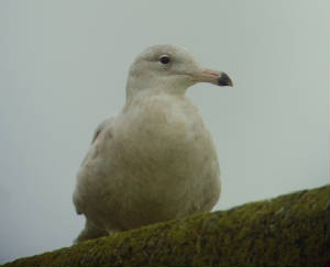 glaucous_helvick_15012012_mc_snv38644.jpg