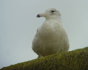glaucous_helvick_15012012_mc_snv38646.jpg