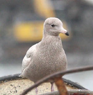 glaucousgull_de_22122011_dc_img_8504_medium.jpg