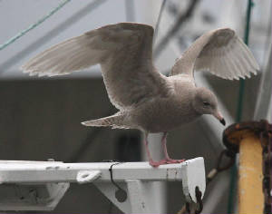 glaucousgull_de_22122011_dc_img_8588_medium.jpg