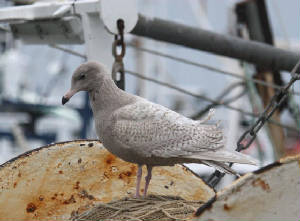 glaucousgull_de_22122011_dc_img_8636_medium.jpg