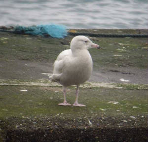 glaucousgull_helvick_28022009_p1160169.jpg