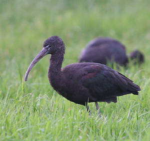 glossyibis_duckspool_15012012_dc_img_0685_medium.jpg