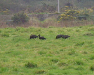 glossyibis_dungarvan_14012012_mc_snv38632.jpg