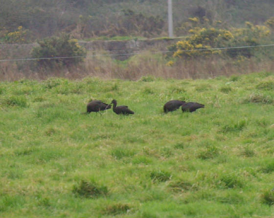 glossyibis_dungarvan_14012012_mc_snv38632.jpg