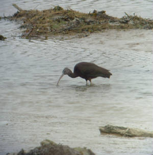 glossyibis_tramore_07022015_mc_snv31185.jpg