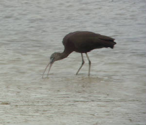 glossyibis_tramore_07022015_mc_snv31187.jpg