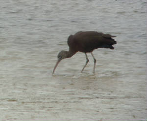 glossyibis_tramore_07022015_mc_snv31188.jpg