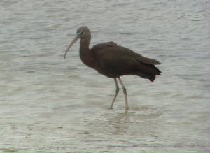 glossyibis_tramore_07022015_mc_snv31189.jpg