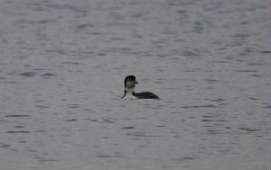 gnd4s_curragh_11122011.jpg