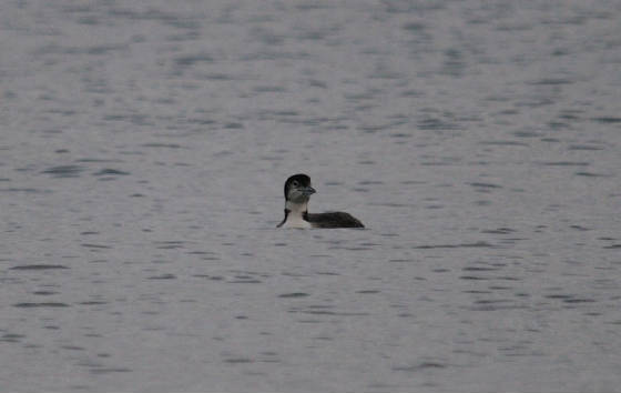 gnd4s_curragh_11122011.jpg