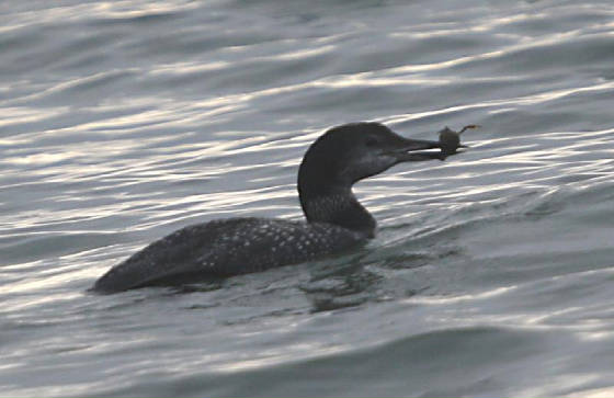 gndiver_ballynacourtypier_20112011_dc_img_3975_small.jpg