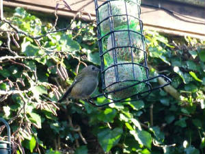 goldcrest_feeder_2009_01070037.jpg
