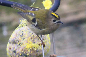 goldcrest_strandside_09012010_img_2559_small.jpg