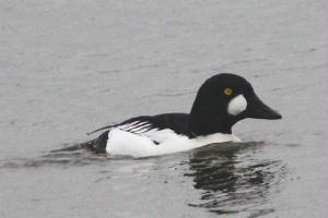 goldeneye_ballyneety_13122009_img_2307_small.jpg