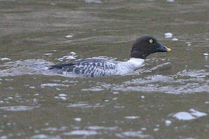 goldeneye_bunmahon_15012010_img_6029_small.jpg