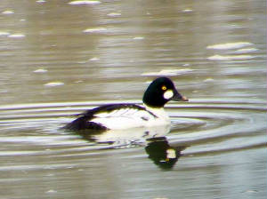 goldeneye_male_barnawee_3feb2007_p1070922.jpg