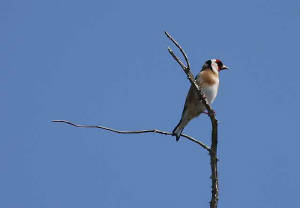 goldfinch_brownstownhd_18042009.jpg