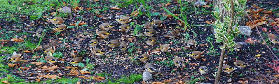 goldfinches_dungarvan_04122013_foc_img_0014.jpg