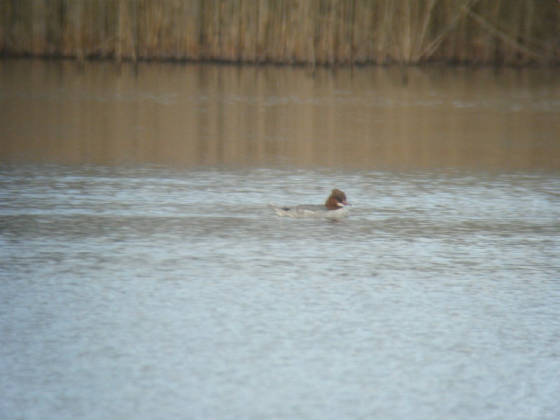goosander_ballyscanlan_25022012_dw_047.jpg