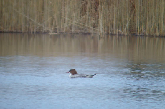 goosander_ballyscanlan_25022012_mc_snv38862.jpg