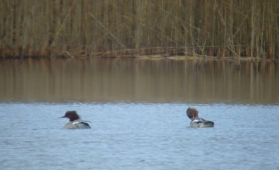 goosander_ballyscanlan_25022012_mc_snv38866.jpg