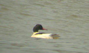 goosander_dungarvan_29dec2006.jpg