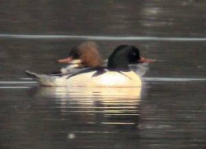 goosander_pair_dgvn_feb04.jpg