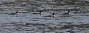 goosanders_carrickbeg_09012011.jpg